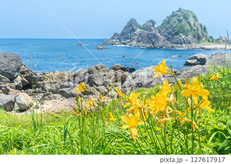 「青森県」渚に花咲く初夏の種差海岸・八戸市 「青森県」渚に花咲く初夏の種差海岸・八戸市 127617917