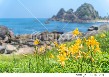 「青森県」渚に花咲く初夏の種差海岸・八戸市 「青森県」渚に花咲く初夏の種差海岸・八戸市 127617918
