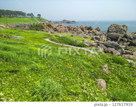 「青森県」渚に花咲く初夏の種差海岸・八戸市 127617919
