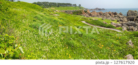 「青森県」渚に花咲く初夏の種差海岸・八戸市 127617920