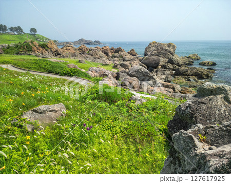 「青森県」渚に花咲く初夏の種差海岸・八戸市 127617925