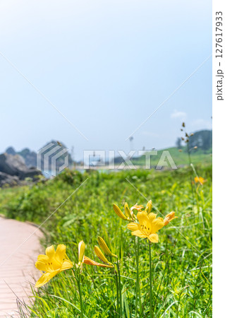 「青森県」渚に花咲く初夏の種差海岸・八戸市 127617933