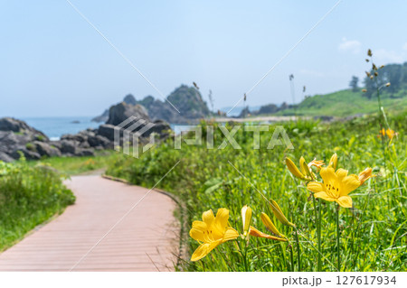 「青森県」渚に花咲く初夏の種差海岸・八戸市 「青森県」渚に花咲く初夏の種差海岸・八戸市 127617934