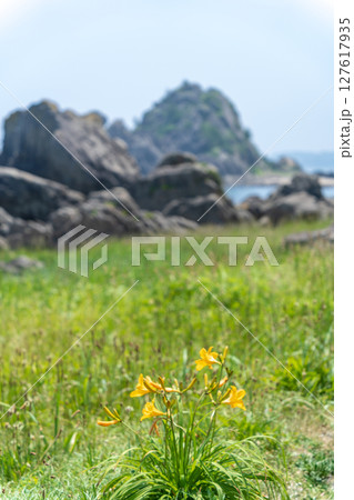 「青森県」渚に花咲く初夏の種差海岸・八戸市 「青森県」渚に花咲く初夏の種差海岸・八戸市 127617935