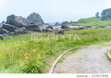 「青森県」渚に花咲く初夏の種差海岸・八戸市 「青森県」渚に花咲く初夏の種差海岸・八戸市 127617936
