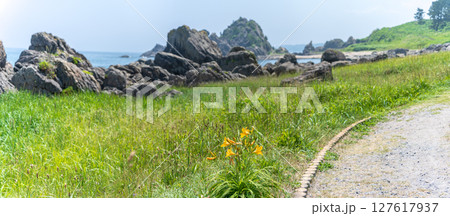 「青森県」渚に花咲く初夏の種差海岸・八戸市 127617937