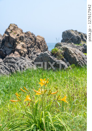 「青森県」渚に花咲く初夏の種差海岸・八戸市 127617942