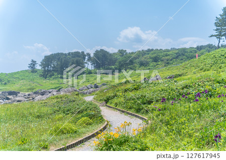 「青森県」渚に花咲く初夏の種差海岸・八戸市 127617945
