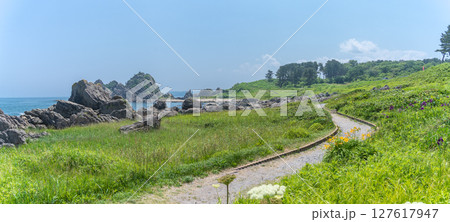「青森県」渚に花咲く初夏の種差海岸・八戸市 127617947