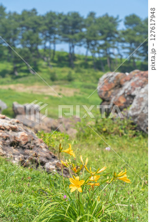 「青森県」渚に花咲く初夏の種差海岸・八戸市 127617948