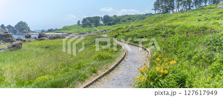 「青森県」渚に花咲く初夏の種差海岸・八戸市 127617949
