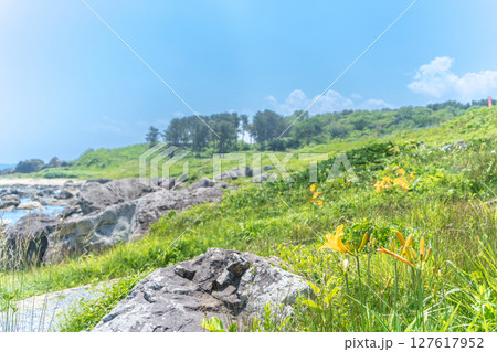 「青森県」渚に花咲く初夏の種差海岸・八戸市 「青森県」渚に花咲く初夏の種差海岸・八戸市 127617952
