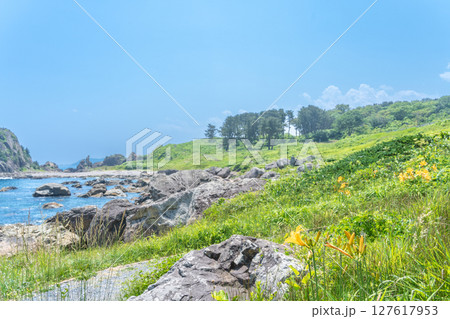 「青森県」渚に花咲く初夏の種差海岸・八戸市 127617953