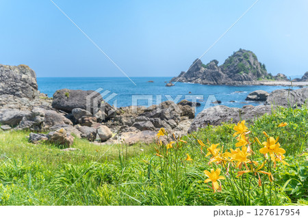 「青森県」渚に花咲く初夏の種差海岸・八戸市 127617954