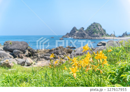 「青森県」渚に花咲く初夏の種差海岸・八戸市 「青森県」渚に花咲く初夏の種差海岸・八戸市 127617955