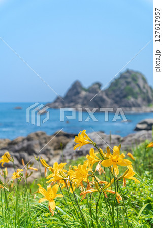 「青森県」渚に花咲く初夏の種差海岸・八戸市 127617957