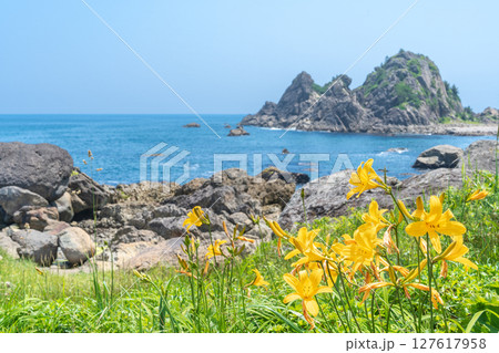 「青森県」渚に花咲く初夏の種差海岸・八戸市 127617958