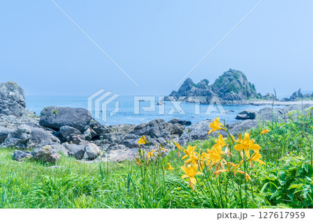 「青森県」渚に花咲く初夏の種差海岸・八戸市 「青森県」渚に花咲く初夏の種差海岸・八戸市 127617959