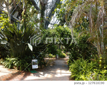 大温室の植物 大温室の植物 127618190