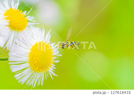 ハルジオンの花に飛来するヒメヒラタアブ 127618418