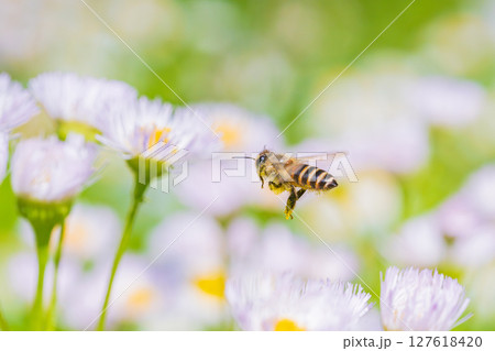 ハルジオンの蜜を集めて飛び回るミツバチ ハルジオンの蜜を集めて飛び回るミツバチ 127618420