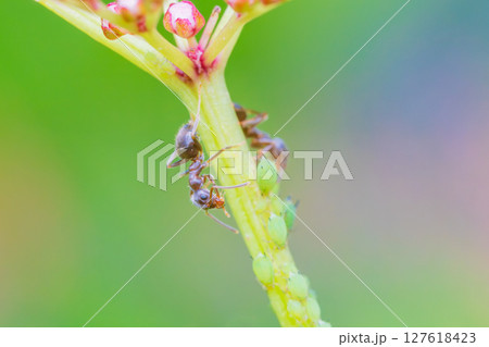 アリとアブラムシの共存関係 127618423