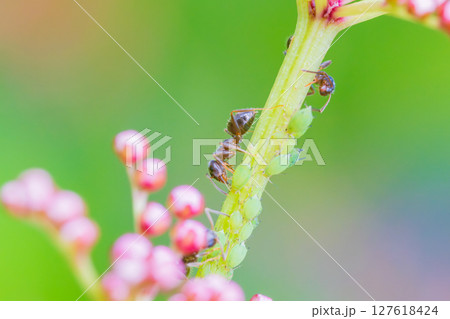 アリとアブラムシの共存関係 アリとアブラムシの共存関係 127618424
