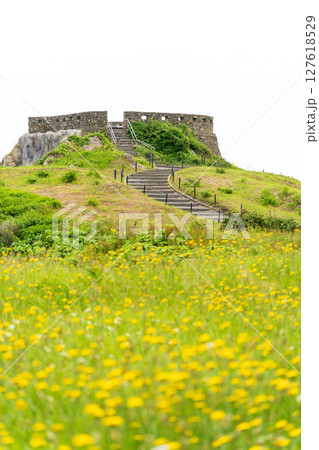 「青森県」初夏の花咲く葦毛崎の風景・種差海岸 127618529