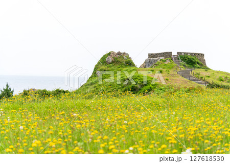 「青森県」初夏の花咲く葦毛崎の風景・種差海岸 127618530