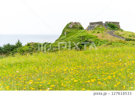「青森県」初夏の花咲く葦毛崎の風景・種差海岸 127618533