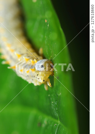 美味しいそうに葉を食べるオオコシアカハバチの幼虫アップ（自然環境下昆虫類ストロボマクロ撮影） 127618660