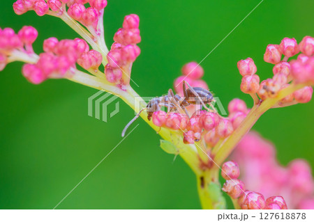 共存関係のアリとアブラムシ 共存関係のアリとアブラムシ 127618878