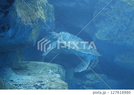 神戸須磨シーワールド　ウミガメ　大西洋　太平洋　水族館　亀の甲 127618980