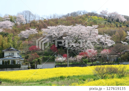 福島市の花見山公園周辺は現代の桃源郷 127619135