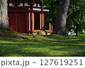 初夏の興福寺境内 127619251