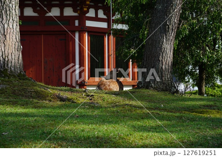 初夏の興福寺境内 127619251