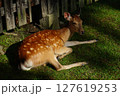 初夏の興福寺境内 127619253