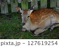 初夏の興福寺境内 127619254