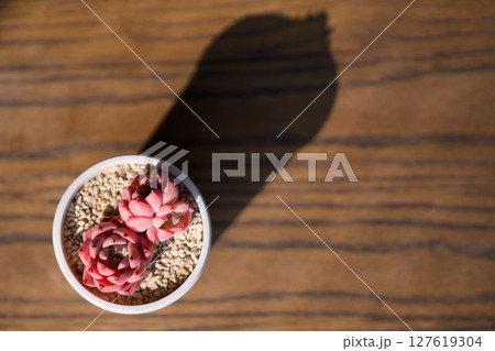多肉植物 多肉植物 127619304