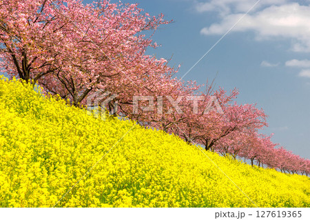 栃木県小山市塩沢　思川沿いに続く思川桜堤　原産種の思川桜並木と斜面の菜の花畑 127619365
