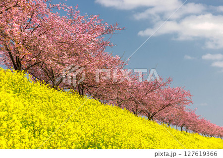 栃木県小山市塩沢　思川沿いに続く思川桜堤　原産種の思川桜並木と斜面の菜の花畑 127619366