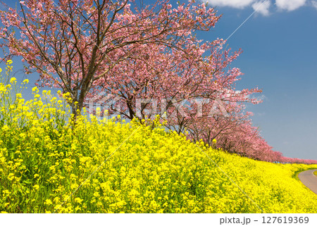 栃木県小山市塩沢　思川沿いに続く思川桜堤　原産種の思川桜並木と斜面の菜の花畑 127619369
