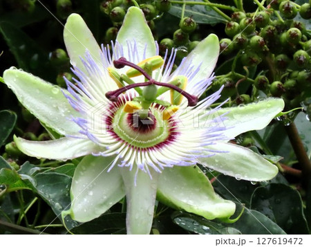 花壇の木花：梅雨の小雨：トケイソウの花 127619472