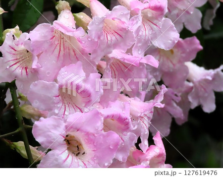 梅雨の木の花：雨の朝の、ノウゼンカズラ：ウスピンク色 127619476