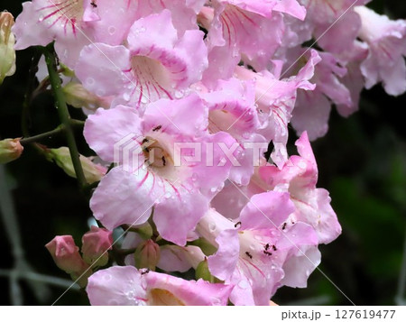 梅雨の木の花:雨の朝の、ノウゼンカズラ:ウスピンク色 梅雨の木の花:雨の朝の、ノウゼンカズラ:ウスピンク色 127619477