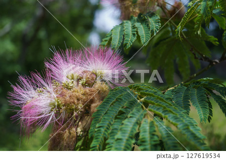 ネムノキの花 ネムノキの花 127619534