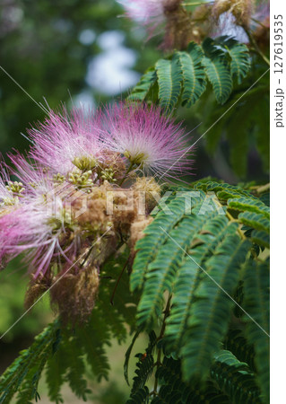 ネムノキの花 ネムノキの花 127619535
