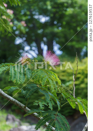 ネムノキの花 127619537