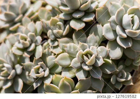 Close-up of rosette-shaped succulents with pastel green leaves in sunlight for natural background 127619582