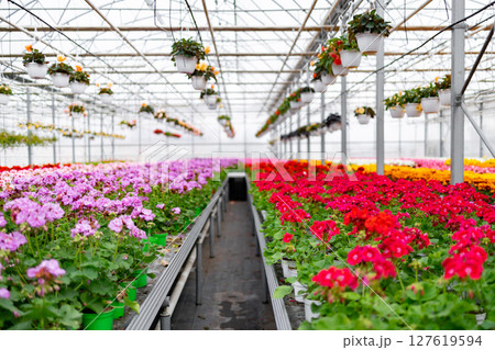 Inside a bright greenhouse, vibrant rows of blooming flowers are arranged, creating a colorful display of nature. Inside a bright greenhouse, vibrant rows of blooming flowers are arranged, creating a colorful display of nature. 127619594